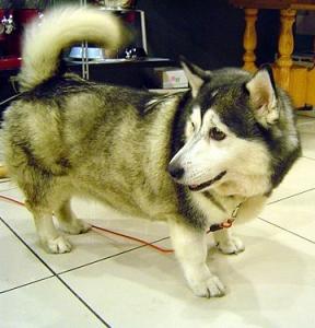ポンスキー犬の画像や値段の情報 Ssブログ